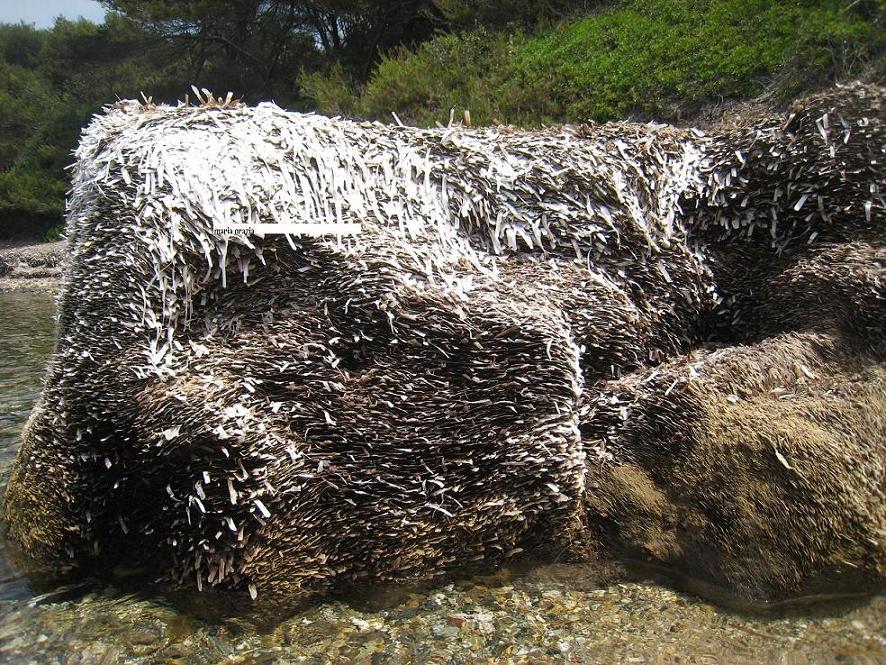 La Posidonia oceanica